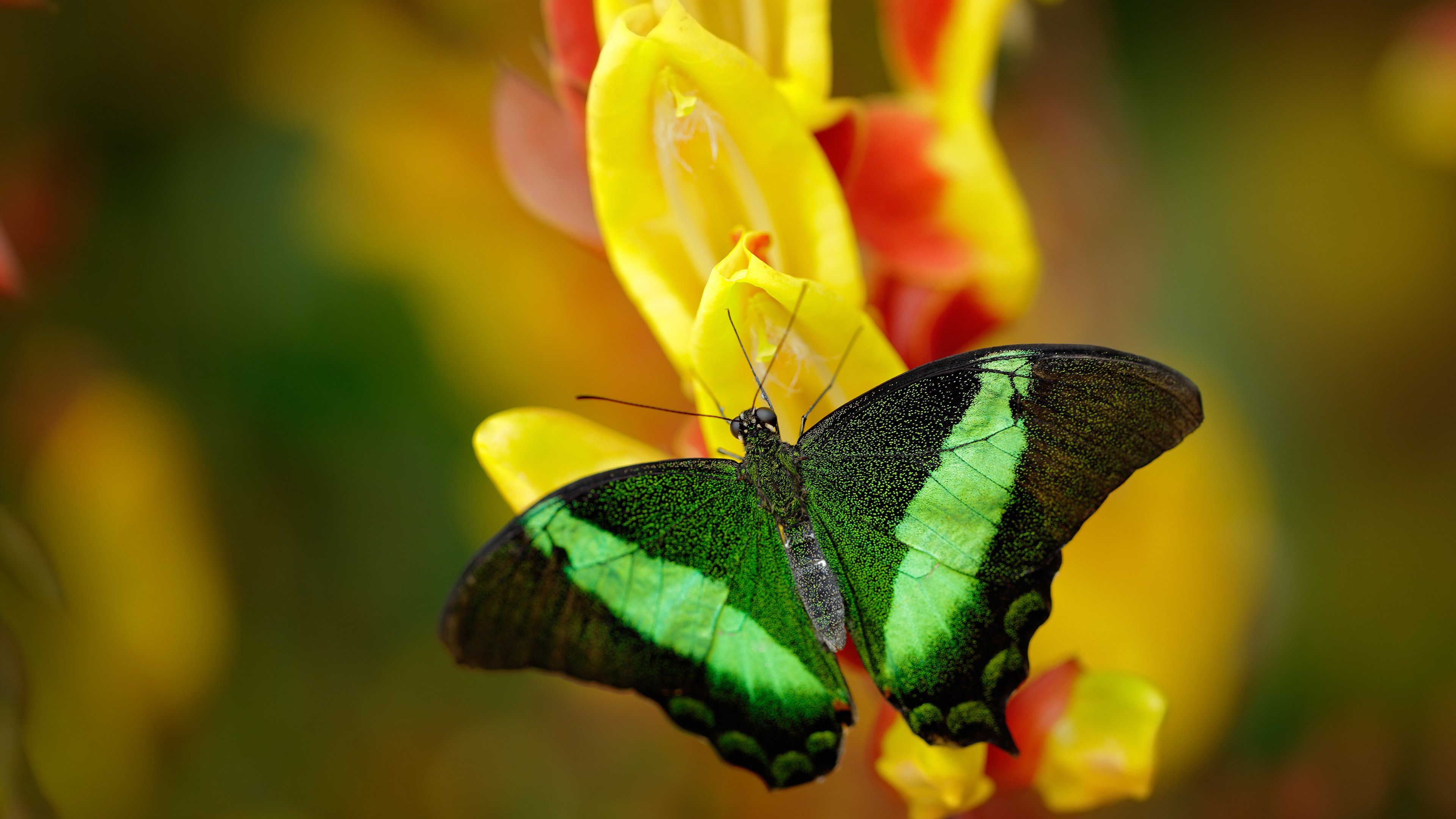 金色球拍指挥的交响乐,中国队完胜法国队,王皓状态火热引领团队致胜