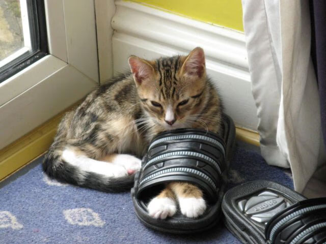 绝杀时刻,C罗的怒吼与张继科的回击