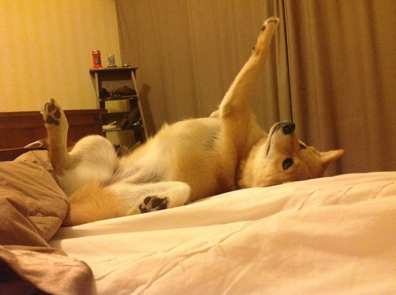 温网vs澳网,阿尔卡拉斯领军险胜,网球史诗对决