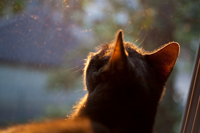 出人意料的黑马！安哥拉奇迹夺魁，中场大师莫德里奇防守端铸就铜墙铁壁