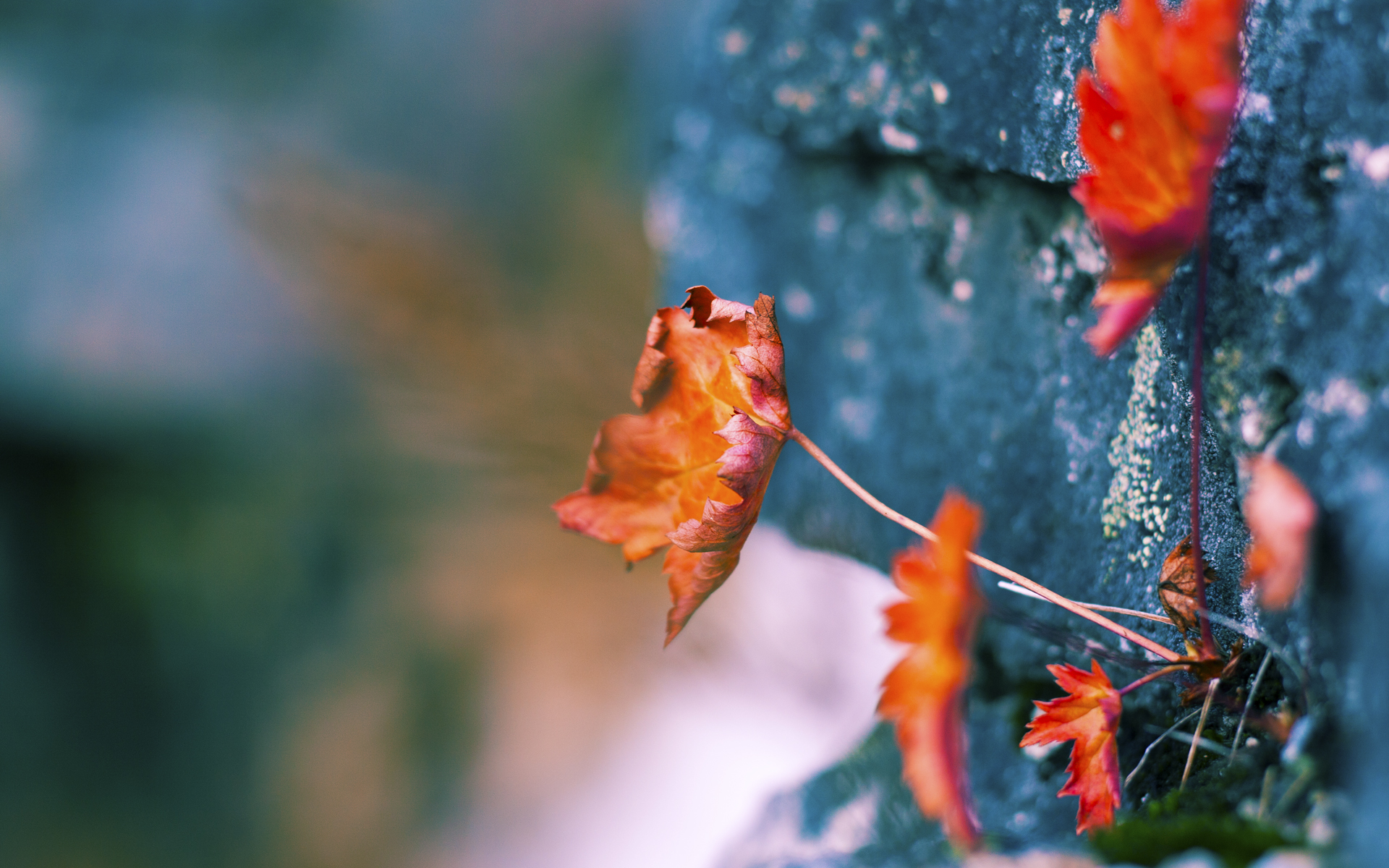沙场决胜者，当突尼斯的铁壁遇上摩洛哥的利刃，罗德里如何一剑封喉