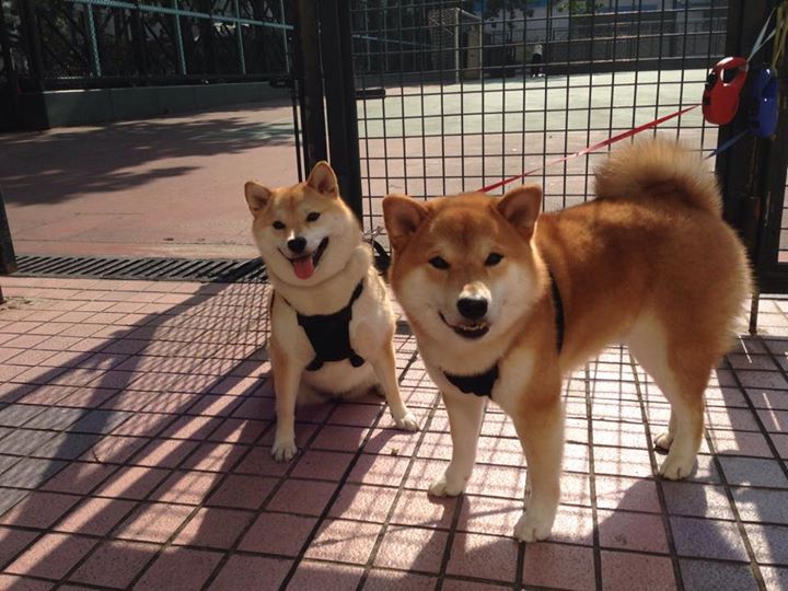 引擎的轰鸣，足球的咆哮，竞技体育的平行史诗