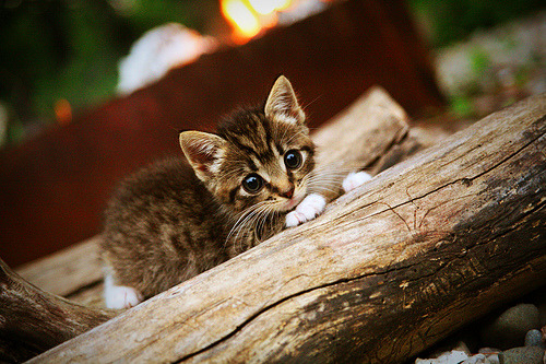 当南美风暴撞上巴黎铁塔，特奥末节风暴改写终极剧本