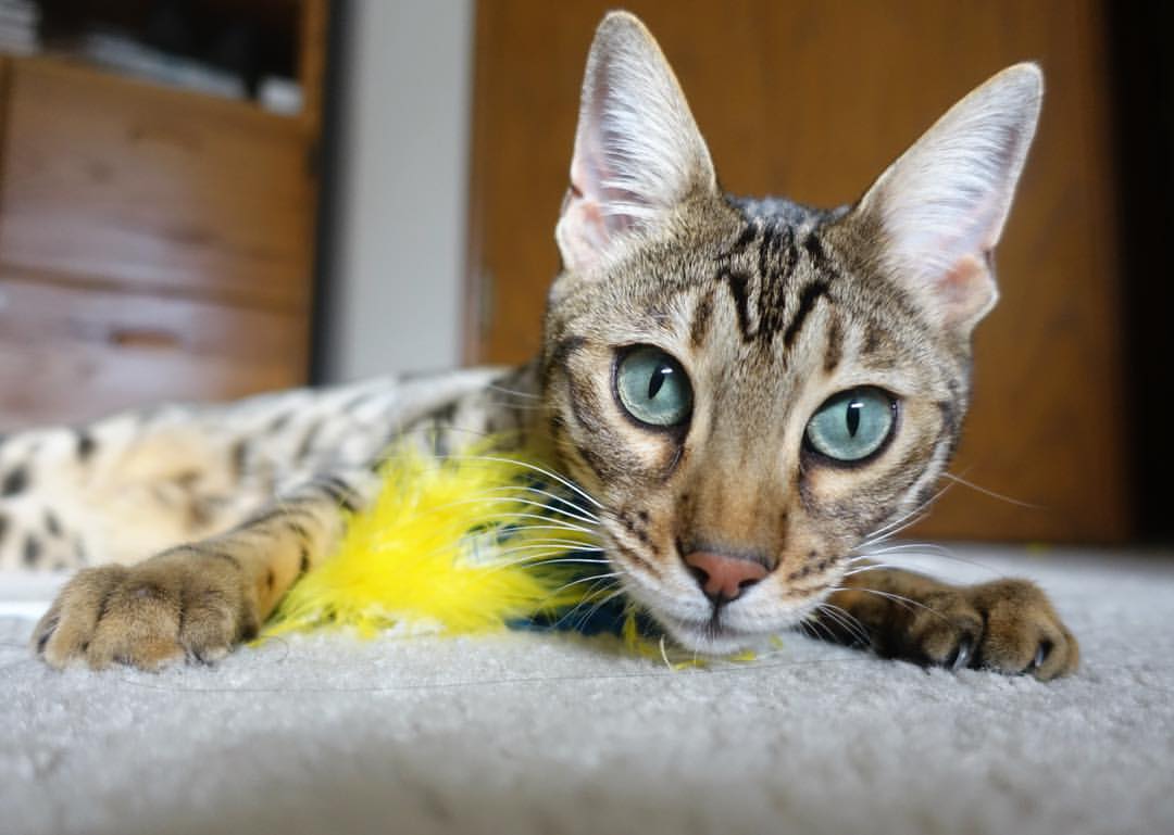 芝加哥的狙击手基因，德罗赞用单场42分向克利夫兰声明何为古典艺术