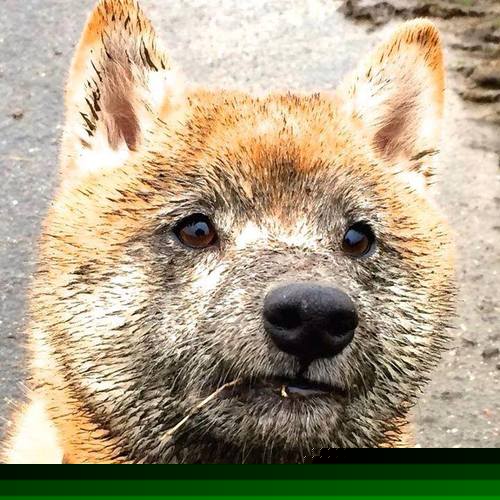 两个冠军的强行回归，哈弗茨撕掉水货标签，那不勒斯砸碎欧联霸主王座