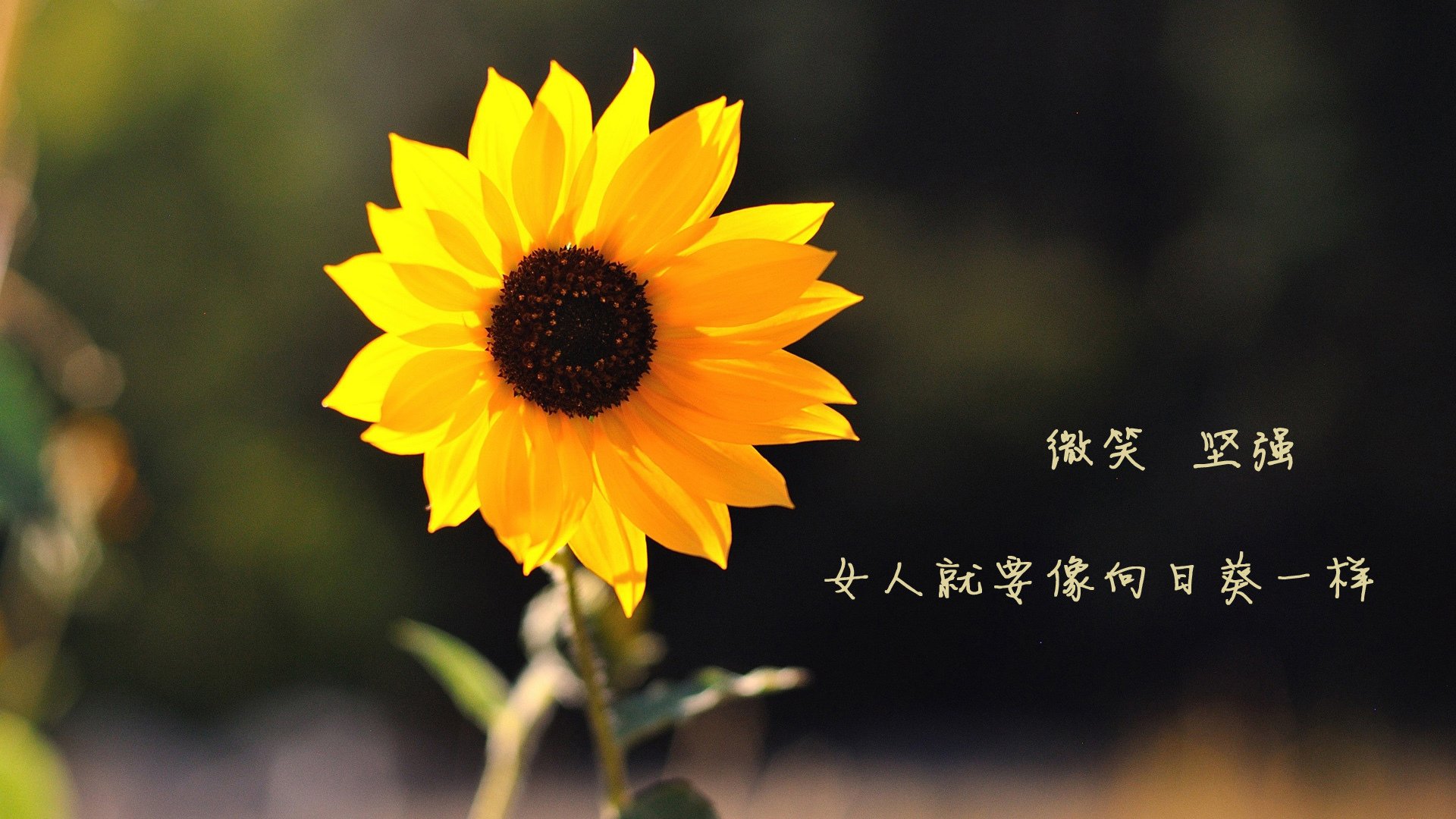 跨界称王，老鹰之爪与莫兰特的德甲魔法