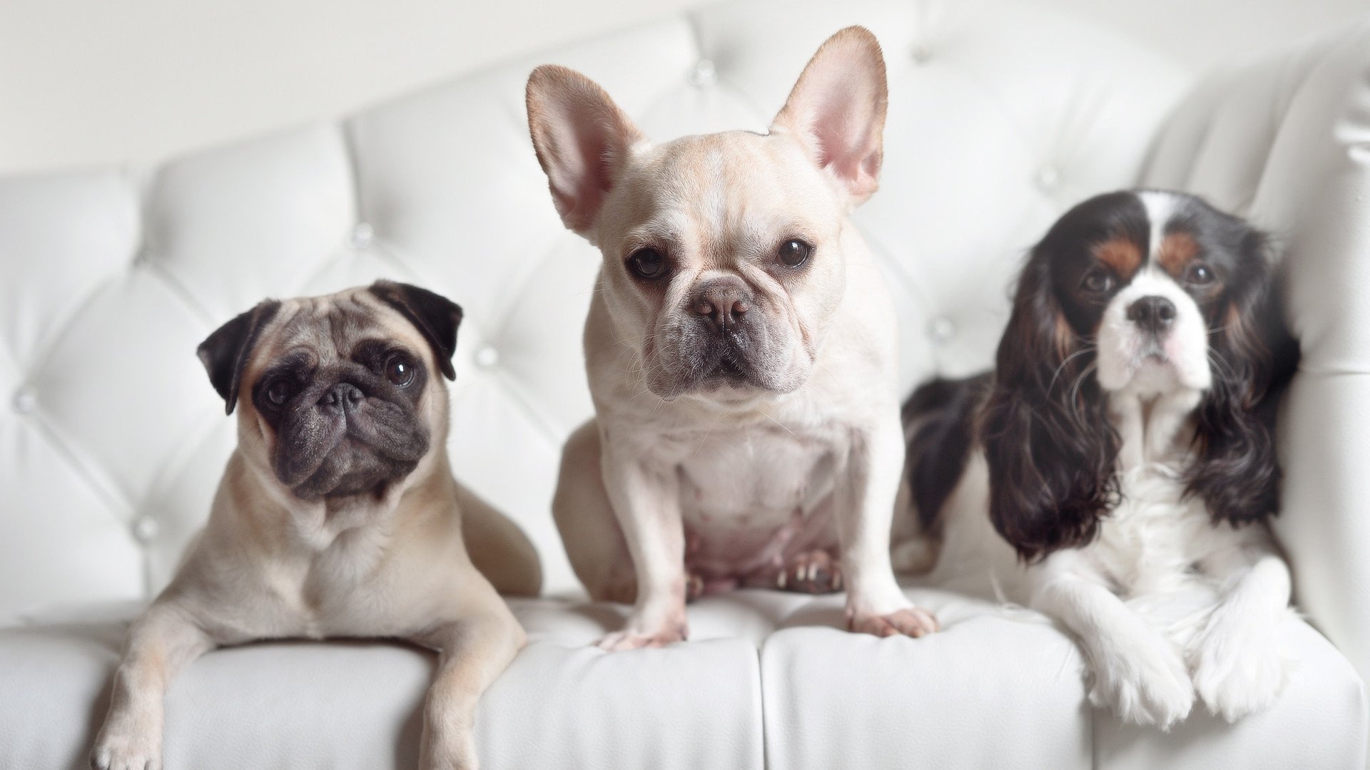 猛龙灰熊激战成配角，哈利伯顿历史级数据夜重新定义控卫天花板