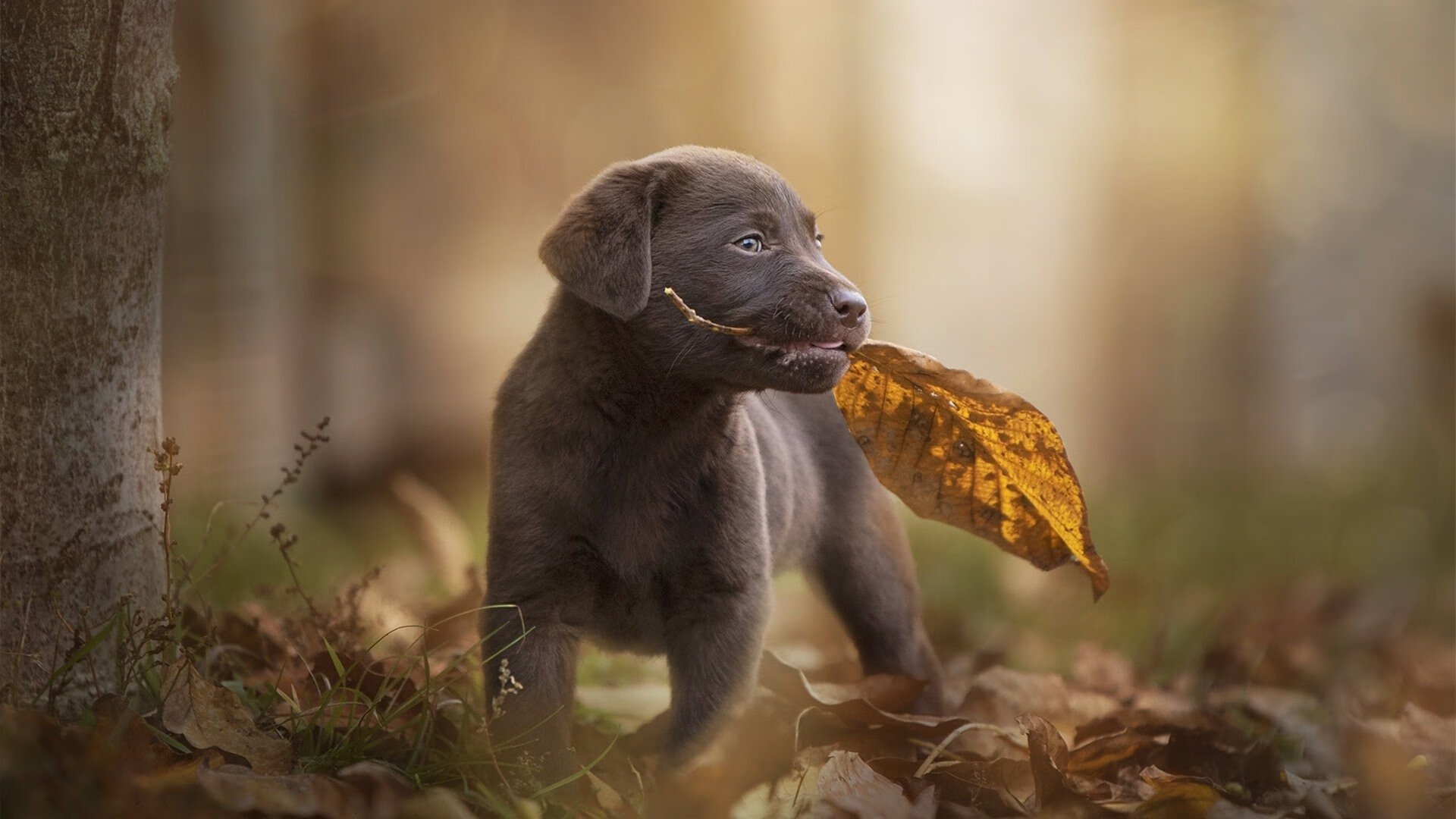 当德意志铁骑遇上安达卢西亚红白，加维，唯一串联两个世界的密钥