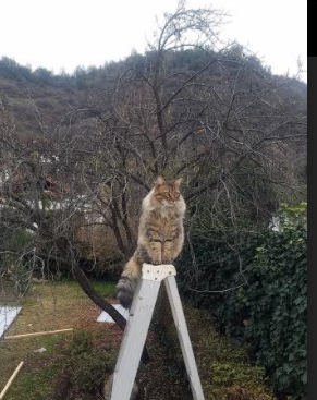 森林狼的淘汰法则，当伦纳德成为顶级掠食者