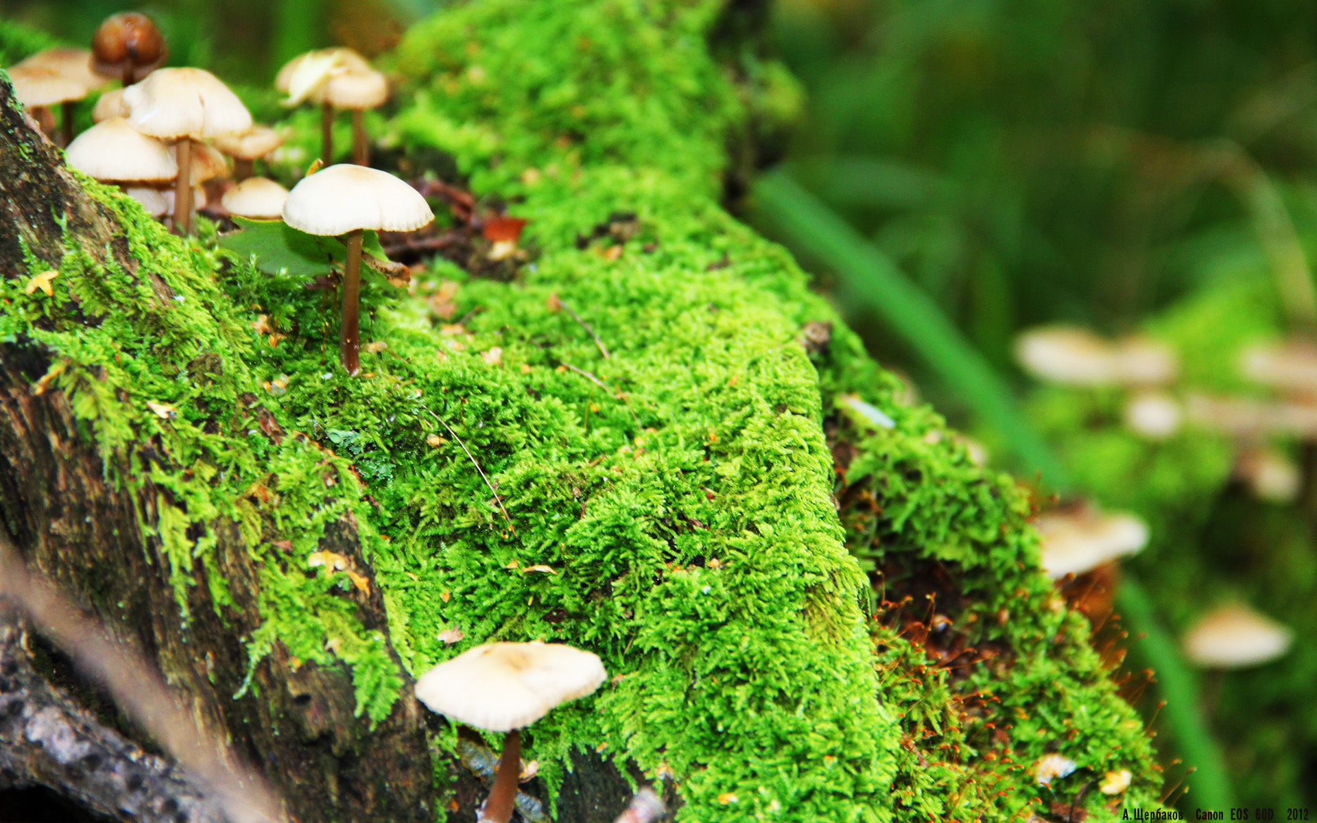 杜兰特式杀手!深圳队跨洋掀翻热火,哈利伯顿导演惊天逆袭