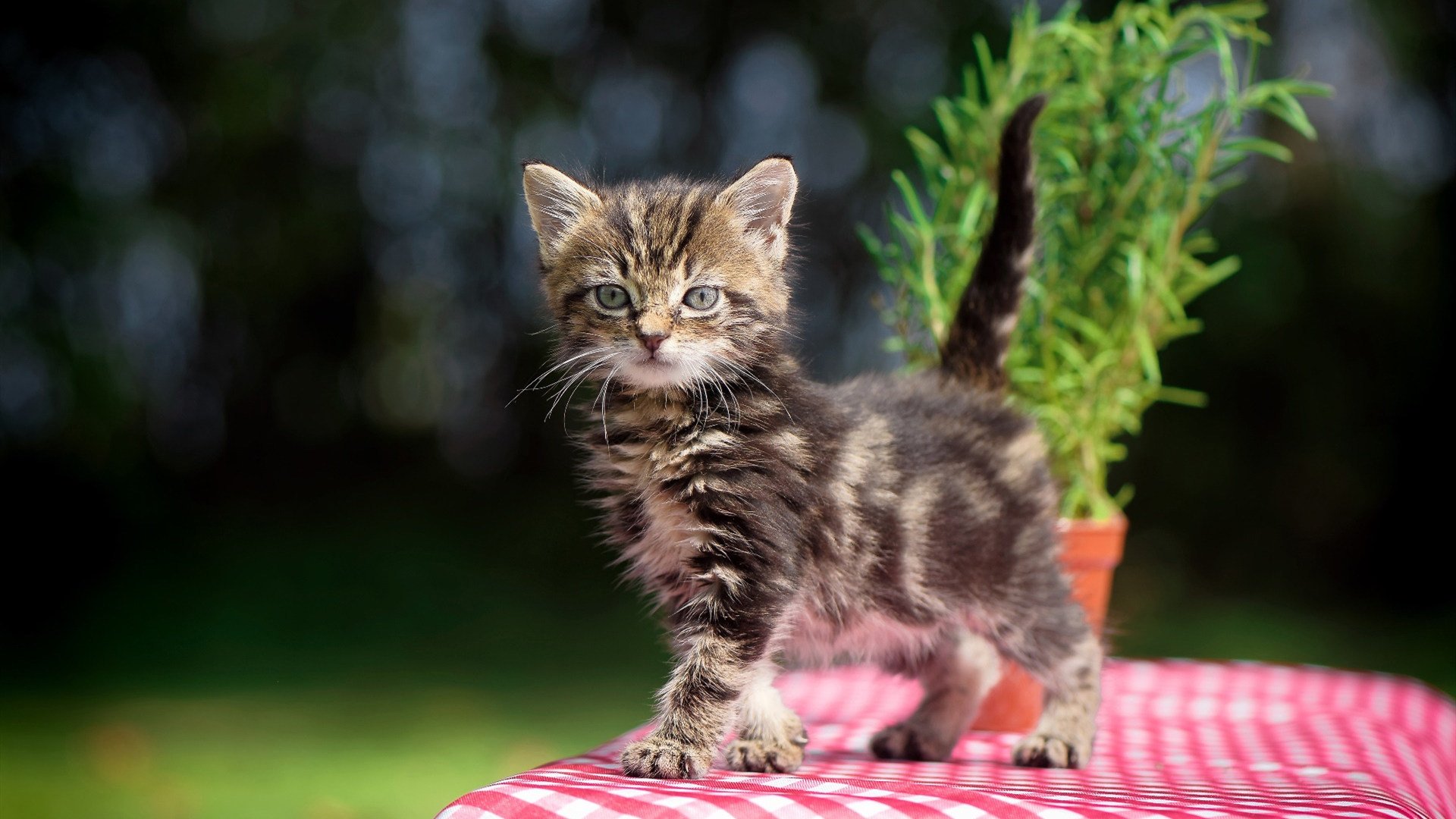 内马尔爆发引领个人英雄主义，加纳硬仗取胜安哥拉彰显团队力量