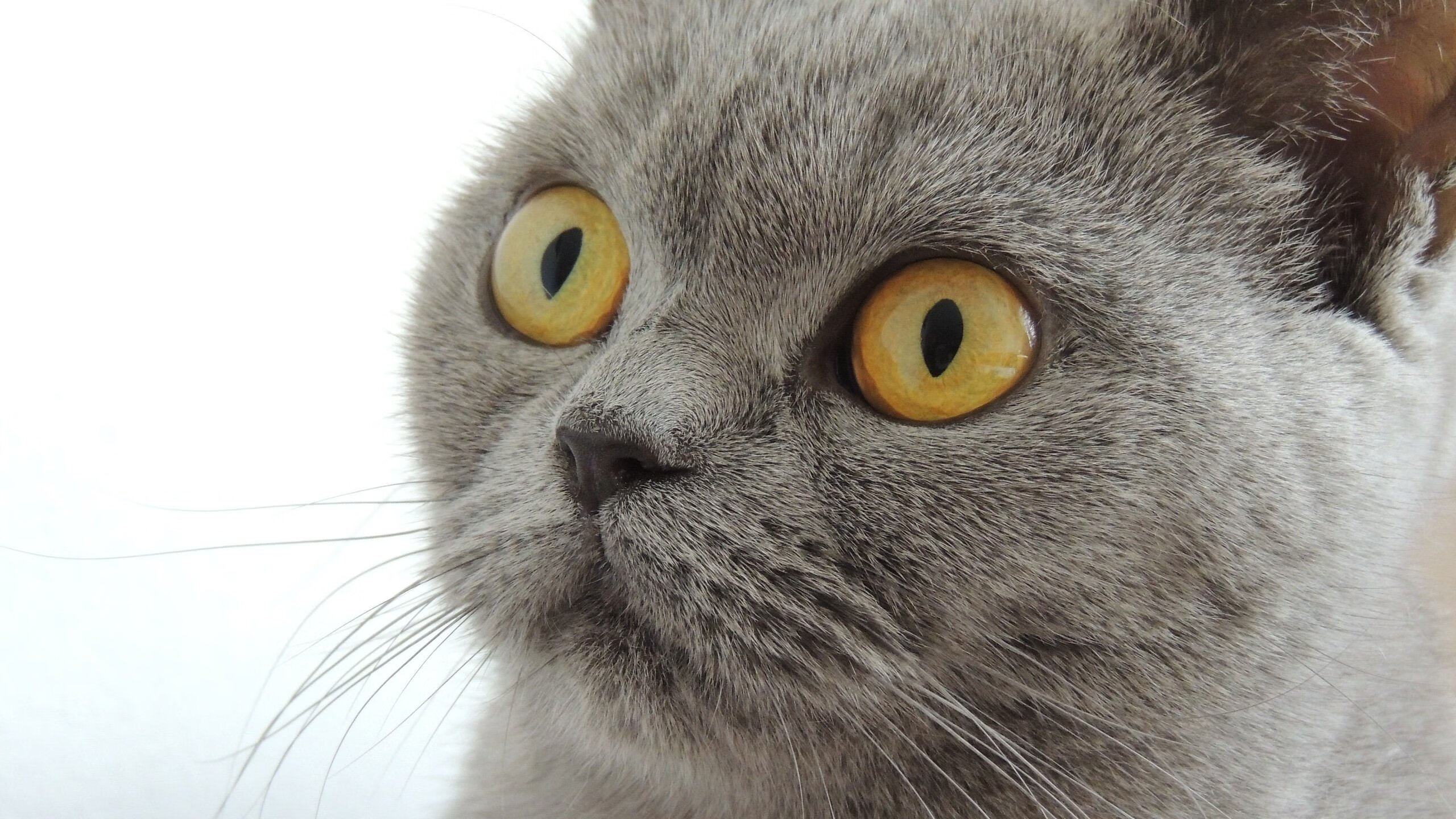 当山西汾酒灌醉菲尼克斯太阳,切特·霍姆格伦如何扮演悬念终结者