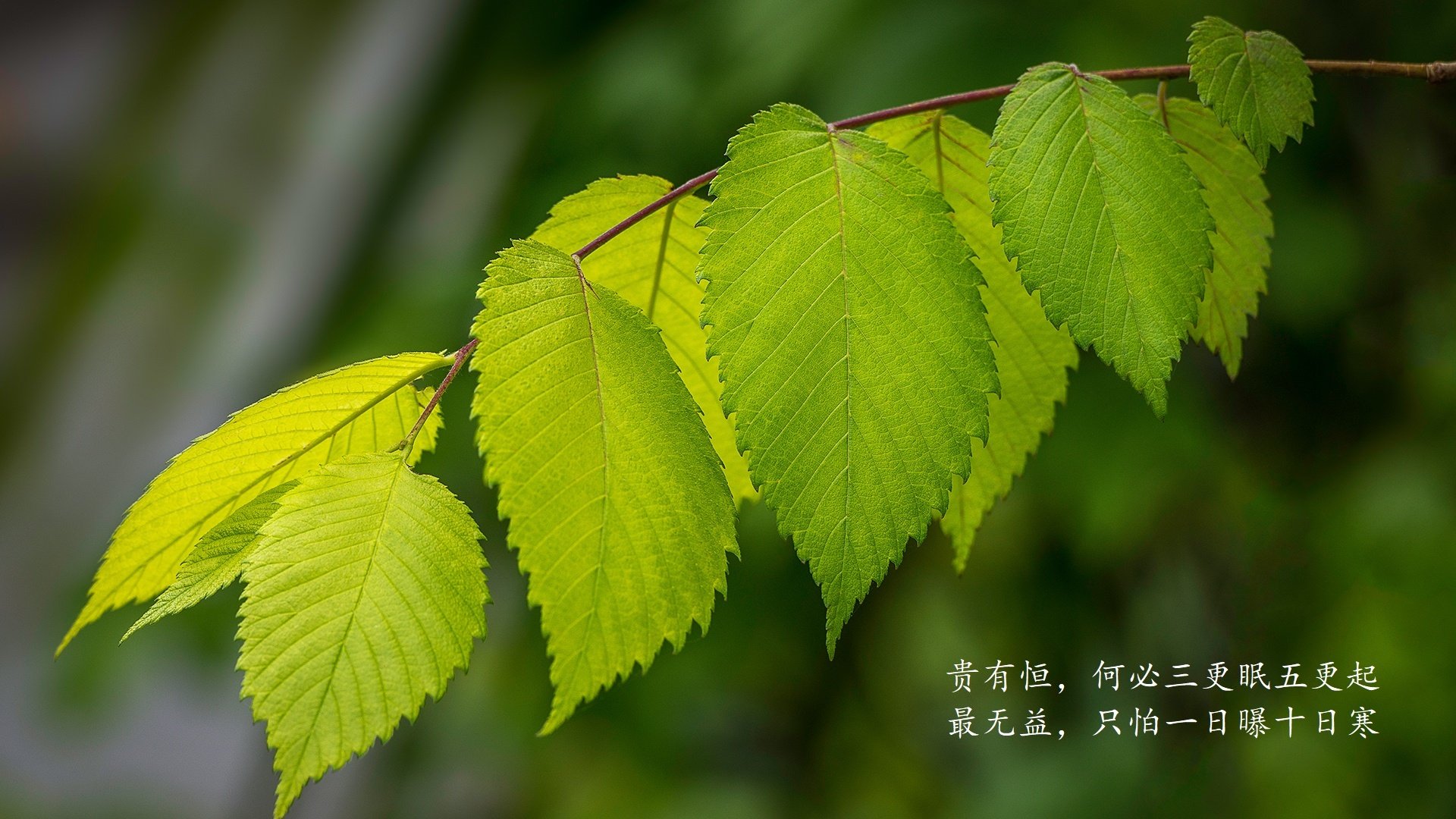 橙衣蒙尘,黄衫耀世,罗马尼亚如何在2026世界杯D组以铁血战术压制荷兰