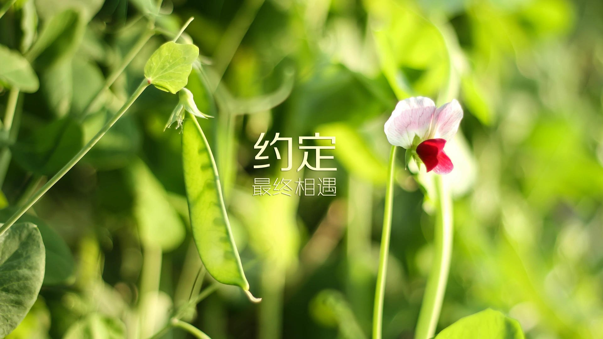 爱游戏入口-绿茵江湖的终极谢幕，2026世界杯G组，印度横扫英格兰，内马尔完成致命一击
