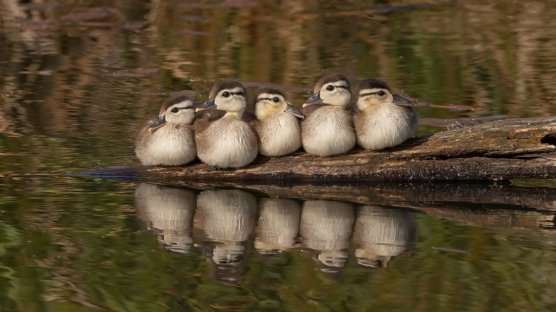 新王加冕前的黄昏,当英格兰的钢铁洪流碾过美利坚的青春风暴,格列兹曼在2026世界杯G组写下最后的法兰西诗篇